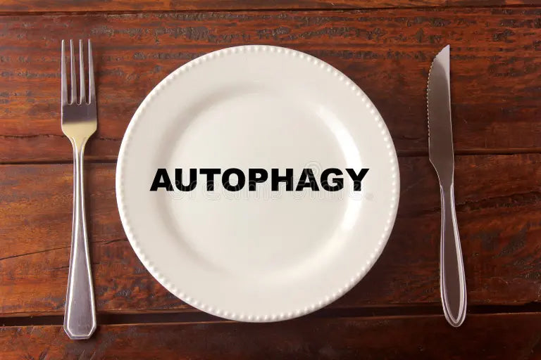 Scientific illustration of fasting and autophagy process showing cellular self-cleaning and cancer cell degradation