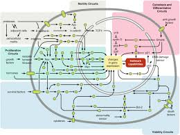 How Cancer Uses Multiple Pathways to Spread — And How to Block Them