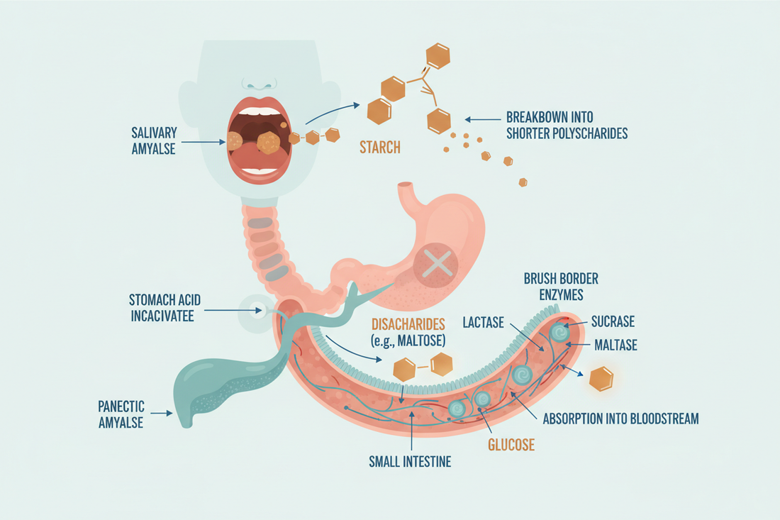 Carbohydrate Digestion & Amylase: From Starch to Glucose