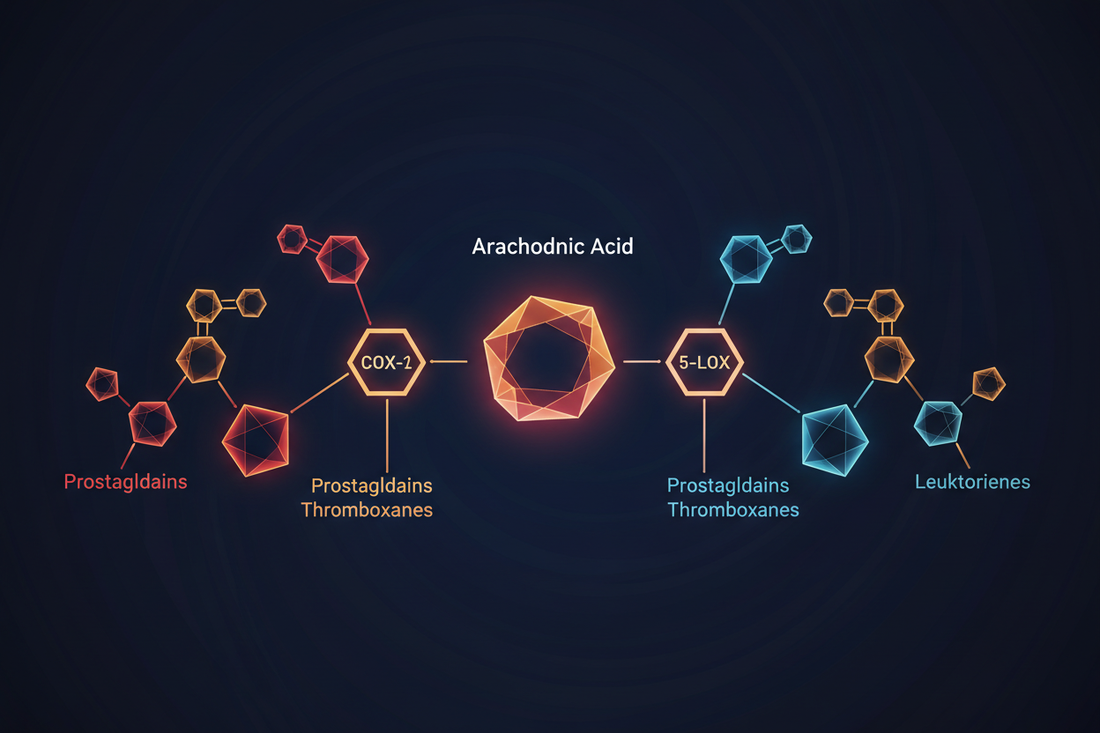 Illustration of COX and LOX inflammatory enzyme pathways showing arachidonic acid metabolism to prostaglandins and leukotrienes