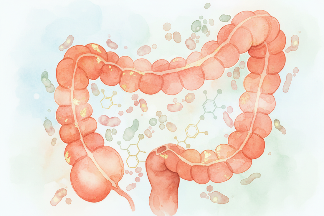 Gut Dysbiosis & the Estrobolome: How the Microbiome Controls Estrogen