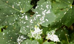 Fluconazole & Itraconazole: A Guide to Antifungal Protocols
