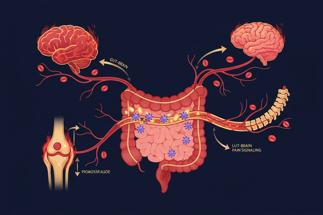 Illustration of the gut-pain axis showing disrupted gut barrier with LPS translocation to joints, spine, and brain