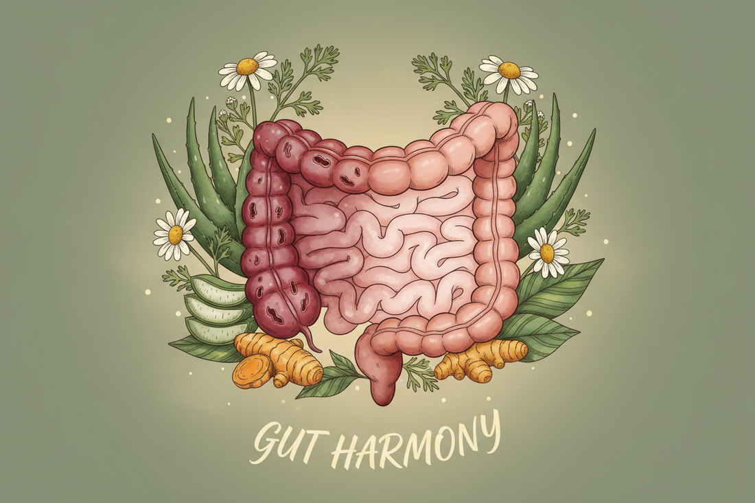 Illustration of gut inflammation transitioning to healing, surrounded by soothing botanicals