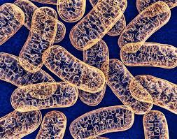 Mitochondrial Dysfunction and Cancer What the Research Shows