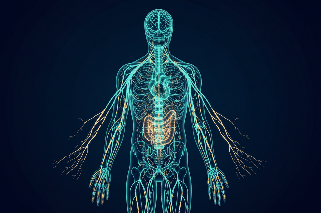 Neuropathy (Peripheral & Autonomic): Root Causes, Mechanisms & Integrative Support
