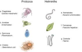 Understanding Antiparasitic Protocols: A Guide to Supporting Your Body's Natural Defense