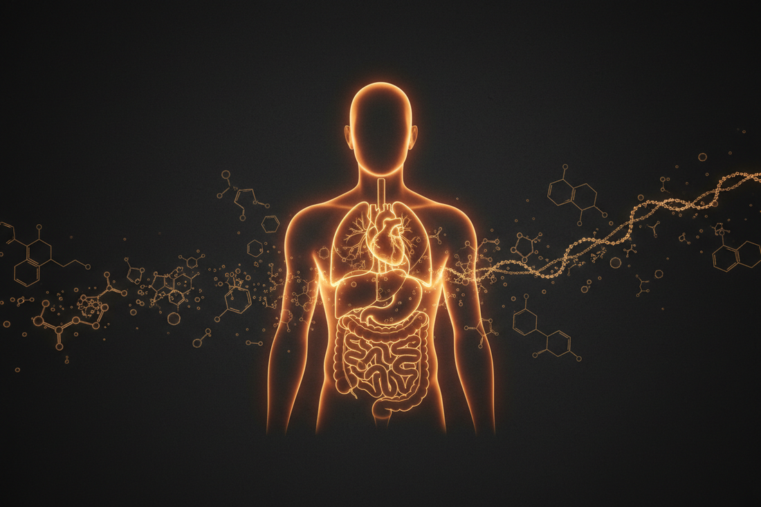 Toxin Burden & Hormonal Dysfunction